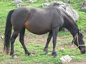 180px-bosanski_brdski_konj.jpg
