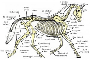 horse_skeleton1.jpg